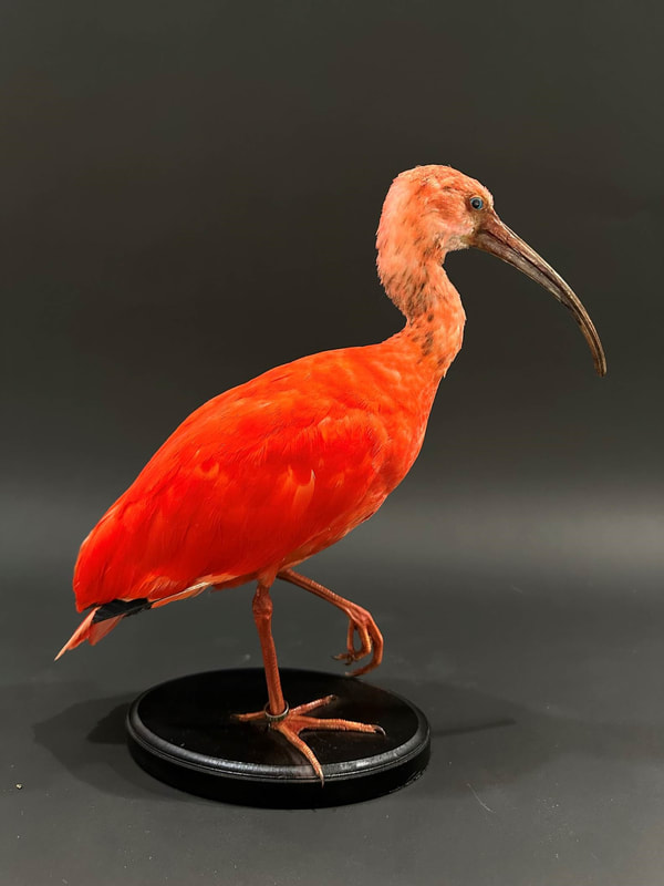 carolien_wonderfulnature-rode-ibis-1_orig